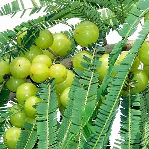 Amla Seeds | Indian Gooseberry Tree Seeds for Planting SRI SAI FORESTRY