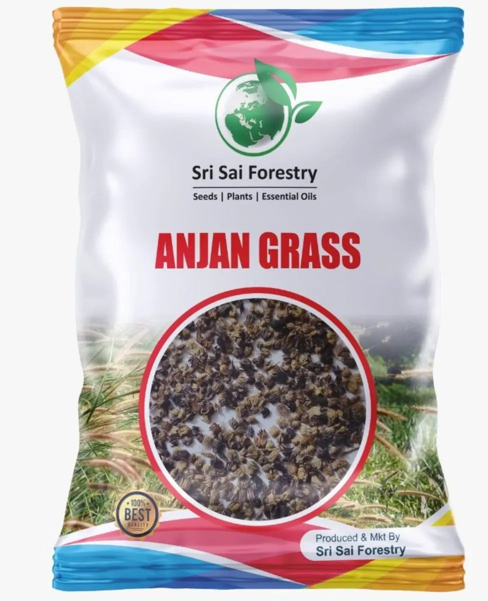 Anjan Grass Seeds | Buffel Grass Multi Cut Fodder Grass for Cattle SRI SAI FORESTRY