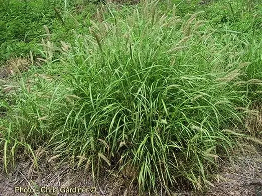 Anjan Grass Seeds | Buffel Grass Multi Cut Fodder Grass for Cattle SRI SAI FORESTRY