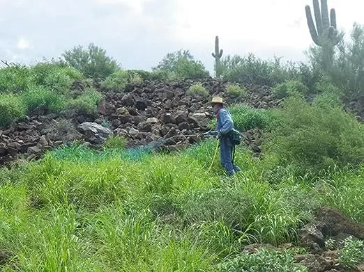 Anjan Grass Seeds | Buffel Grass Multi Cut Fodder Grass for Cattle SRI SAI FORESTRY