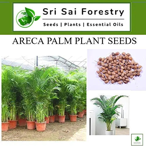 Areca Palm Seeds for Indoor - Outdoor Planting SRI SAI FORESTRY