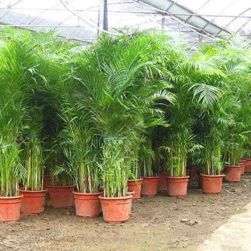 indoor areca palm seeds Areca Palm Seeds for Indoor - Outdoor Planting