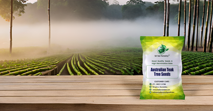 Australian Teak Tree Seeds (Acacia Mangium) – For Landscaping and Timber Growth SRI SAI FORESTRY