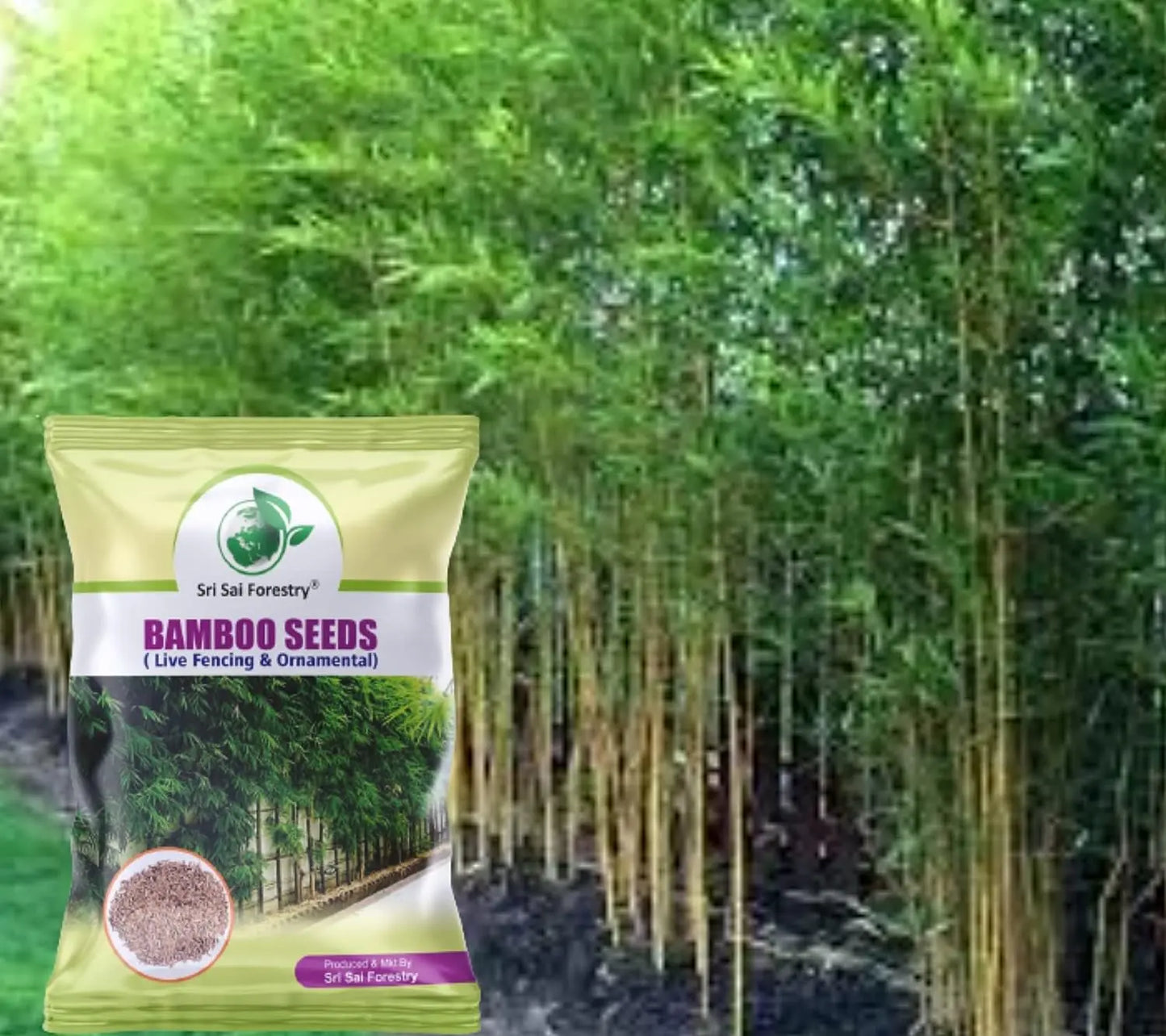 Bamboo Seeds Live Fencing for Home Garden | Ornamental  Bamboo Seeds SRI SAI FORESTRY