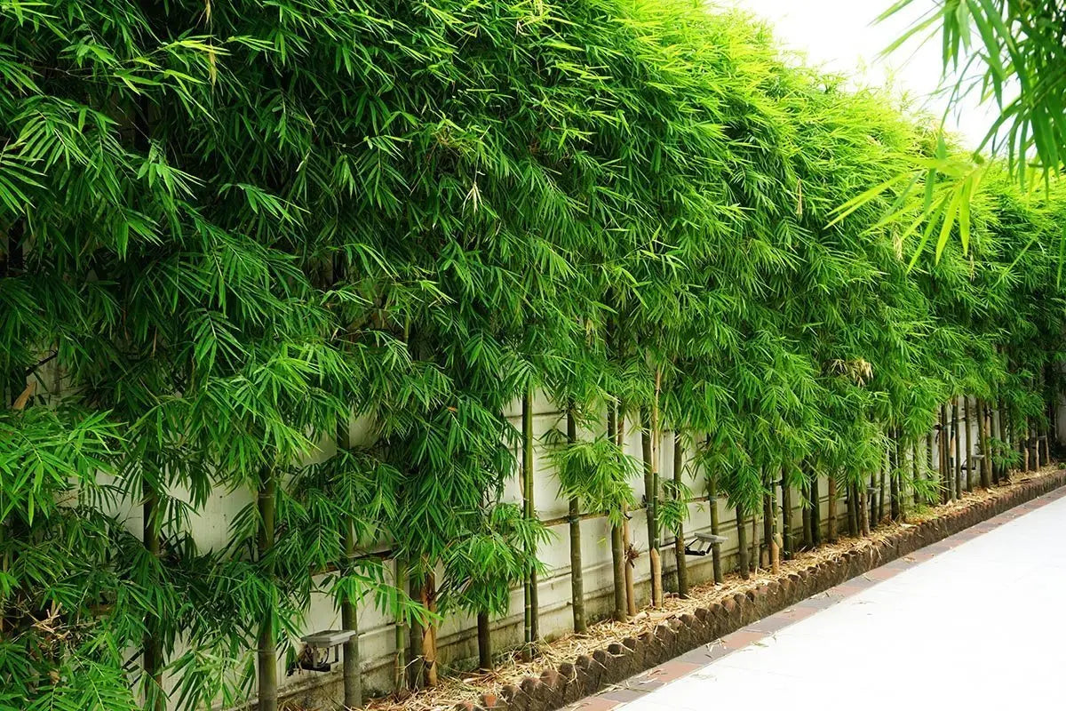 Bamboo Seeds Live Fencing for Home Garden | Ornamental  Bamboo Seeds SRI SAI FORESTRY