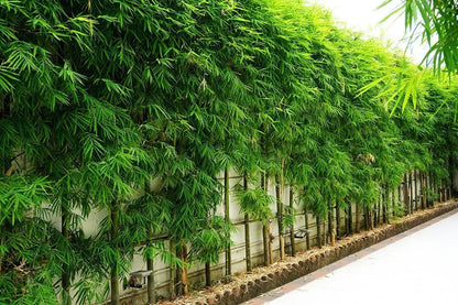 Bamboo Seeds Live Fencing for Home Garden | Ornamental  Bamboo Seeds SRI SAI FORESTRY