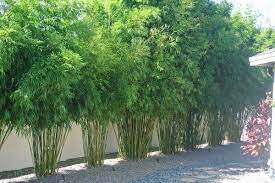 Bamboo Seeds Live Fencing for Home Garden | Ornamental  Bamboo Seeds SRI SAI FORESTRY