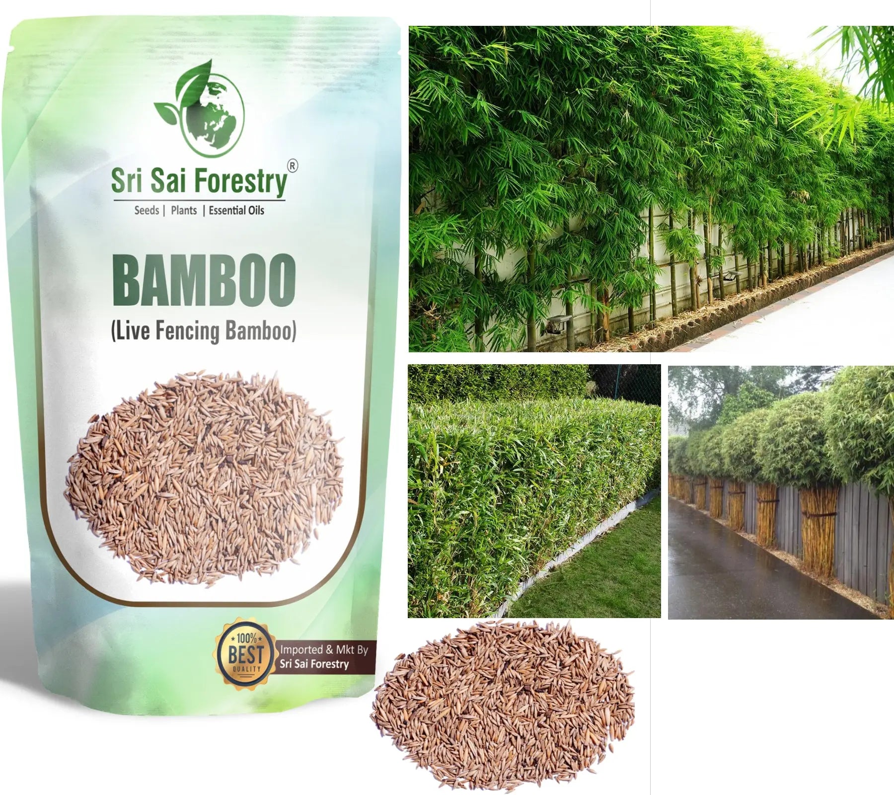 Bamboo Seeds Live Fencing for Home Garden | Ornamental  Bamboo Seeds SRI SAI FORESTRY