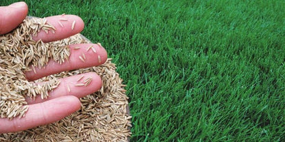 Bermuda Grass Seeds for Home Lawn SRI SAI FORESTRY