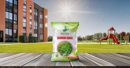Bermuda Grass Seeds for Home Lawn SRI SAI FORESTRY