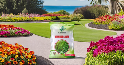 Bermuda Grass Seeds for Home Lawn SRI SAI FORESTRY