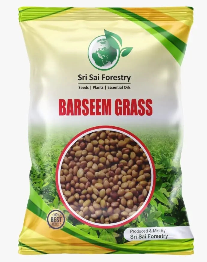 Berseem Grass Seeds for Cow, King of Fodder Grass Seed SRI SAI FORESTRY