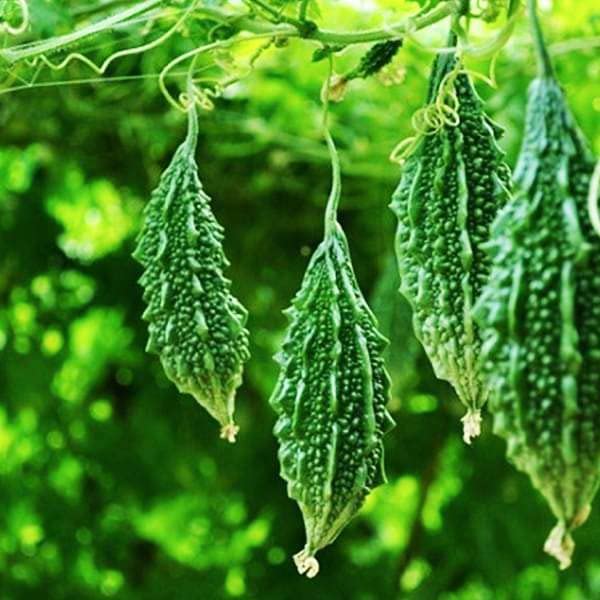 Bitter Gourd Seeds for Planting | Karela, Karelu, Pavara Kaiy, Kakara Kayi, Pavakka, Haagala Kaayi Vegetable Seed | High Yield Home Garden Seeds SRI SAI FORESTRY