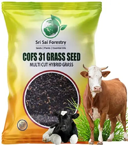 COFS 31 Grass Seeds Multi Cut Grass Seeds for Cow, Goat Grass Seeds SRI SAI FORESTRY