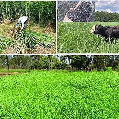 COFS 31 Grass Seeds Multi Cut Grass Seeds for Cow, Goat Grass Seeds SRI SAI FORESTRY