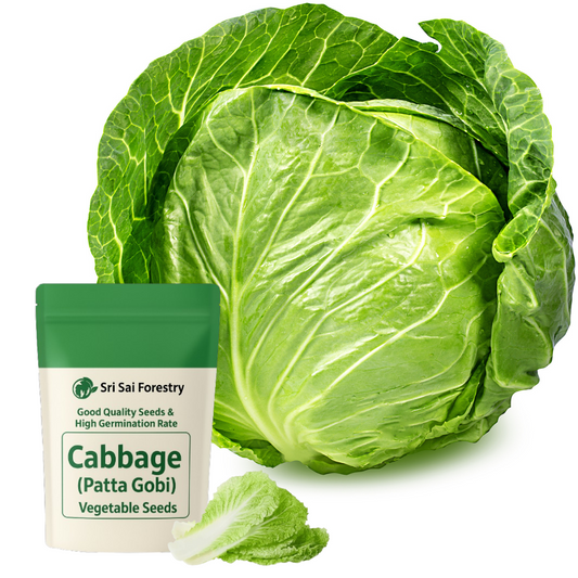 Cabbage Seeds for Planting (Patta Gobi, Kobi, Muttaikos) Vegetable Seed for Balcony, Terrace &amp; Home Kitchen Garde SRI SAI FORESTRY