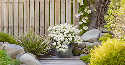 Candytuft Flower Seeds – Elegant Blooms for Your Garden, Balcony & Terrace SRI SAI FORESTRY