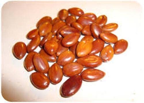 Cassia Fistula Tree Seeds – Grow the Glorious Golden Shower Tree! SRI SAI FORESTRY