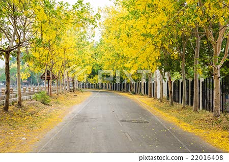 Cassia Fistula Tree Seeds – Grow the Glorious Golden Shower Tree! SRI SAI FORESTRY
