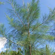 Casuarina Equisetifolia (Pine seeds) Tree Seeds SRI SAI FORESTRY