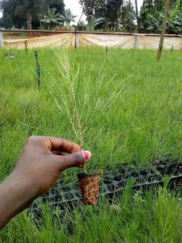 Casuarina Equisetifolia (Pine seeds) Tree Seeds SRI SAI FORESTRY