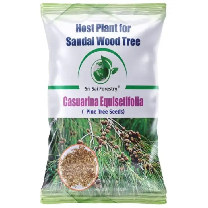 Casuarina Equisetifolia seeds (Pine seeds) SRI SAI FORESTRY