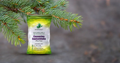 Casuarina Equisetifolia seeds (Pine seeds) SRI SAI FORESTRY