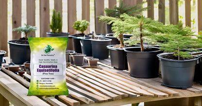 Casuarina Equisetifolia seeds (Pine seeds) SRI SAI FORESTRY