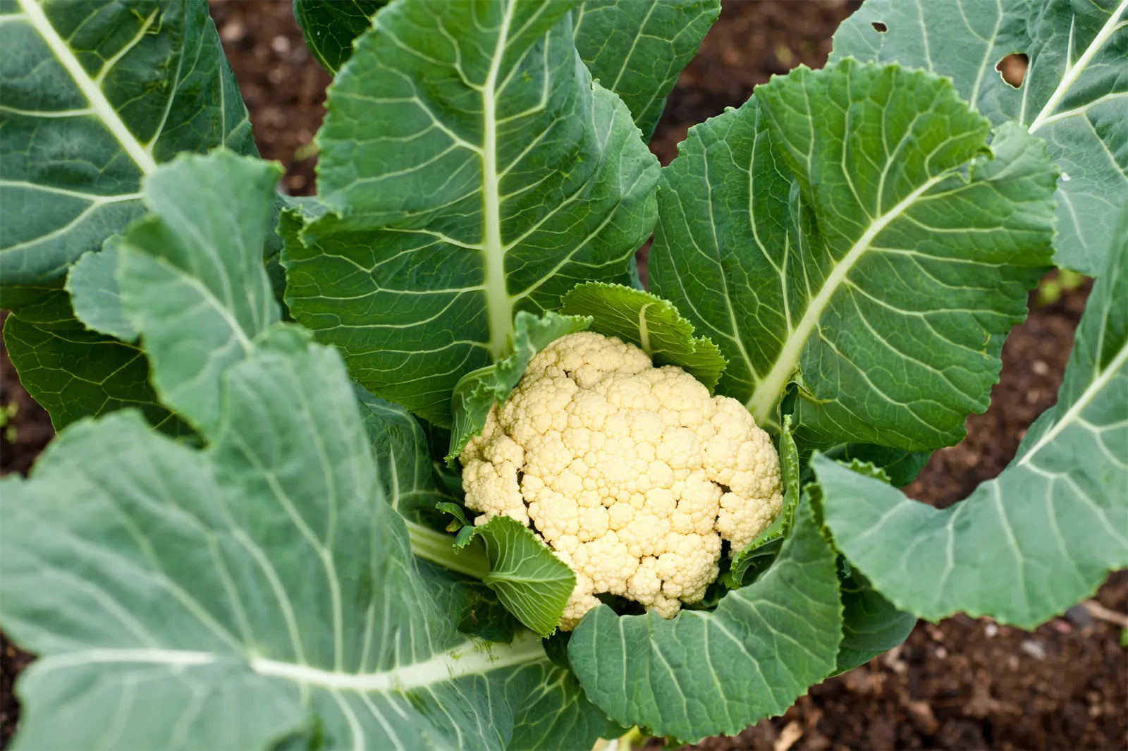 Cauliflower Seeds for Planting - (Phool Gobi, Koli Flower, Phulkobi, Kovippu) Vegetable Seed for Balcony, Terrace & Home Kitchen Garden SRI SAI FORESTRY
