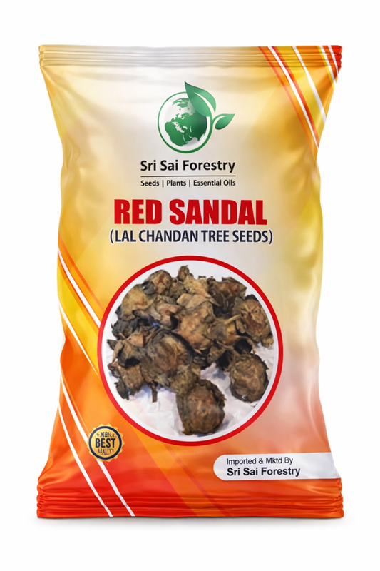 Red Sandalwood Tree Seeds for Planting | Lal Chandan | Raktha Chandan Seed SRI SAI FORESTRY