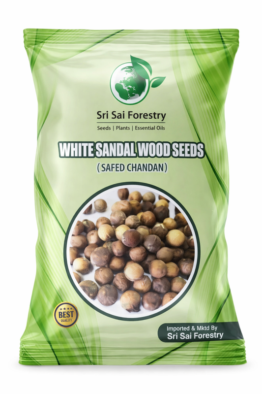 White Sandalwood Seeds for Planting, Safed Chandan Tree Seeds SRI SAI FORESTRY