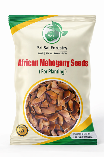 African Mahogany Tree Seeds For Planting SRI SAI FORESTRY