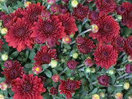 Chrysanthemum (Sevanti, Shevanti) Flower Seeds Mixed Color Ornamental Plant Flower Seed SRI SAI FORESTRY