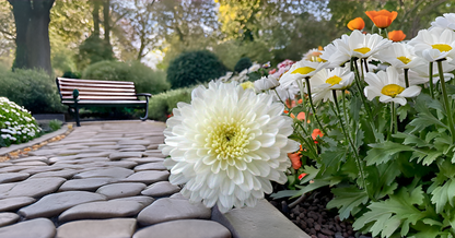 White Chrysanthemum (Sevanti, Shevanti) Mixed Flower Seeds Pack + Coco Coir (2 Disc) Ideal for Seed Germination for Home Garden SRI SAI FORESTRY