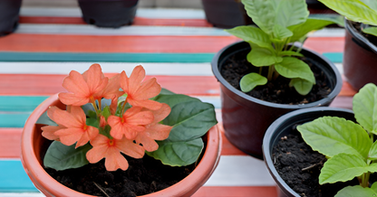 Kanakambaram Flower Seed | Crossandra Flower Seeds SRI SAI FORESTRY