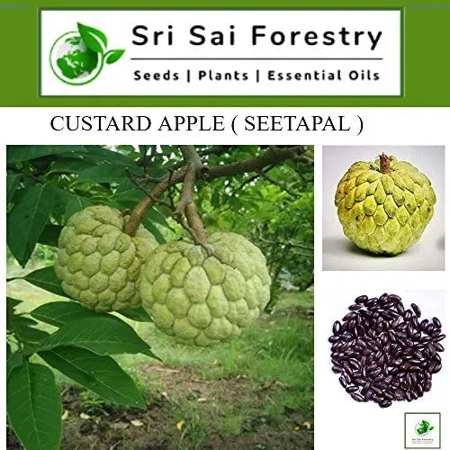 Custard Apple Seeds | Sitaphal Plant Seeds SRI SAI FORESTRY