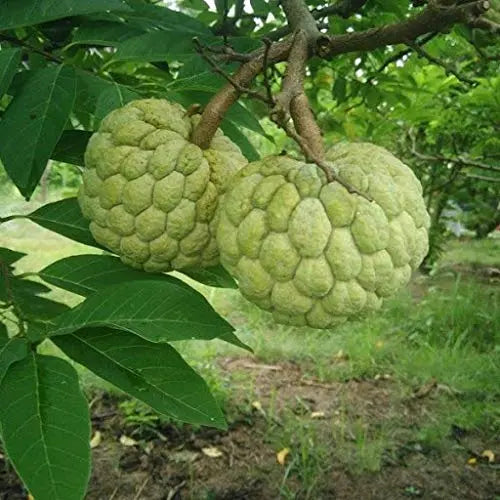 Custard Apple Seeds | Sitaphal Plant Seeds SRI SAI FORESTRY