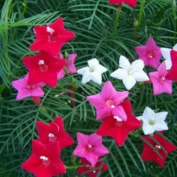 Cypress Vine Seeds Creeper Plant Seeds SRI SAI FORESTRY