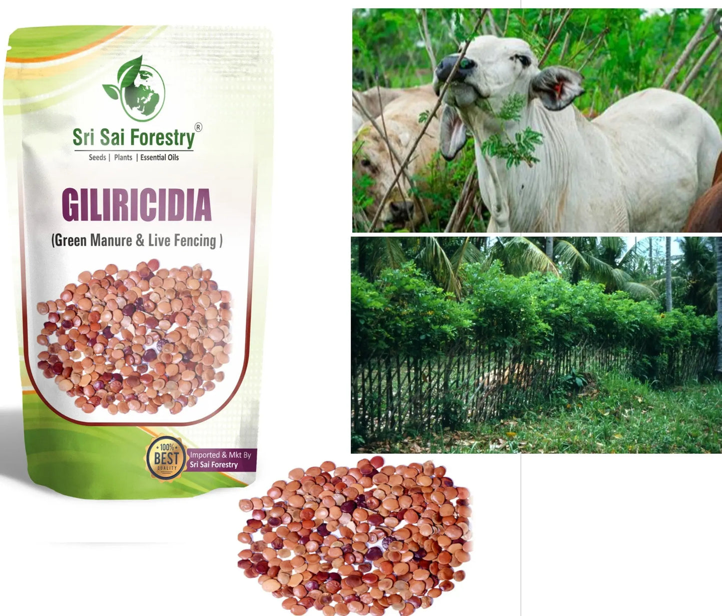 Gliricidia Sepium Seeds For Green Manure and Live Fencing SRI SAI FORESTRY