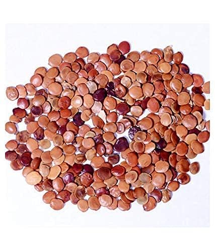 Gliricidia Sepium Seeds For Green Manure and Live Fencing SRI SAI FORESTRY