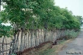 Gliricidia Sepium Seeds For Green Manure and Live Fencing SRI SAI FORESTRY