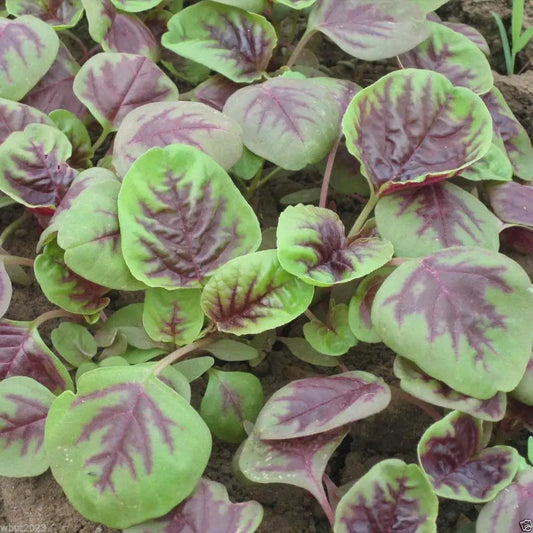 Green Amaranthus Leaf Seeds for Home Garden seed SRI SAI FORESTRY