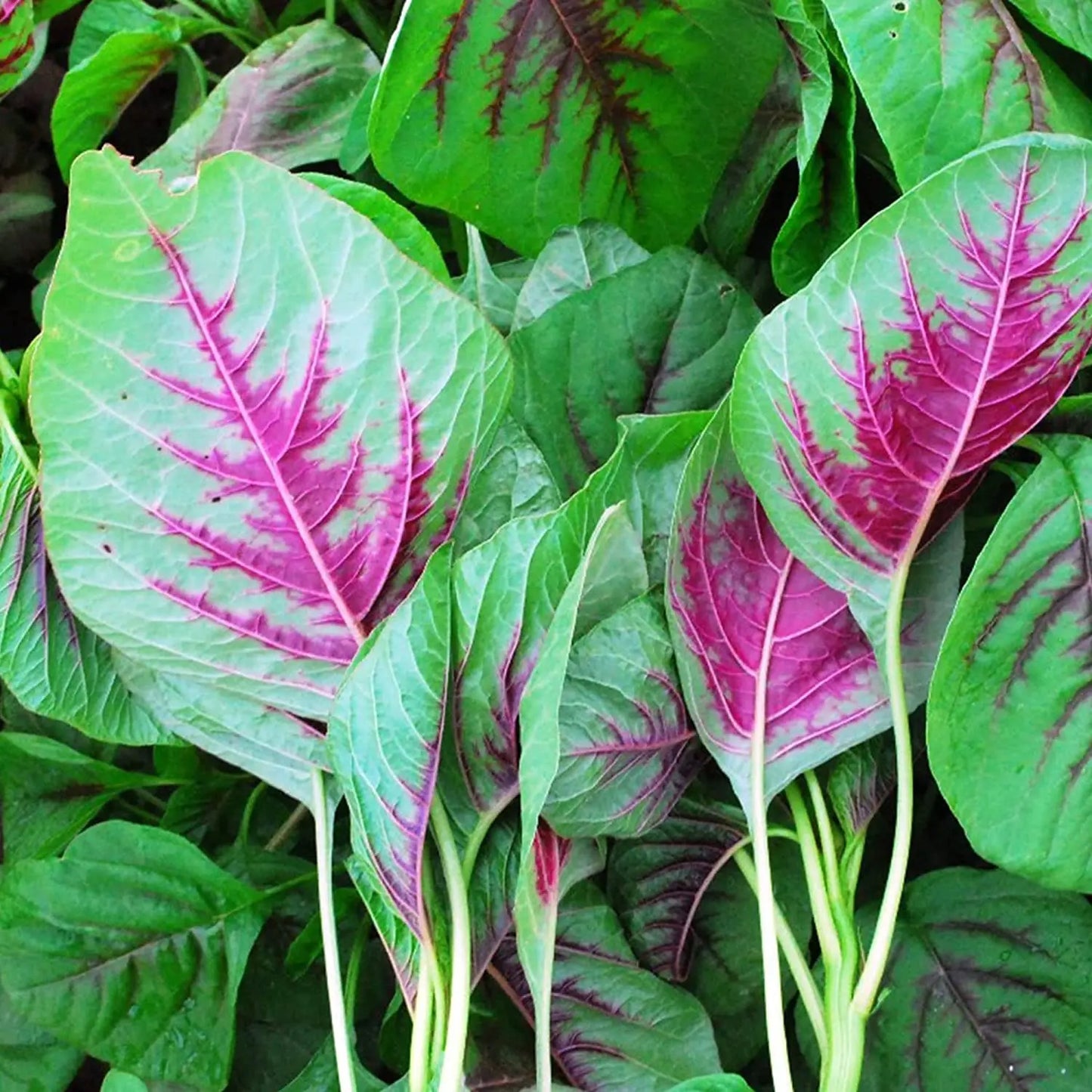 Green Amaranthus Leaf Seeds for Home Garden seed SRI SAI FORESTRY