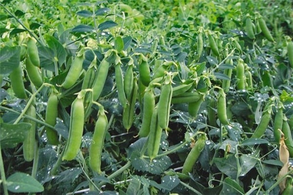 Green Peas Seeds for Planting, Matar Vatana Pattani Pachi Batani Vegetable Seeds for Home Kitchen Terrace Balcony Garden SRI SAI FORESTRY