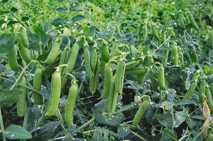 Green Peas Seeds for Planting, Matar Vatana Pattani Pachi Batani Vegetable Seeds for Home Kitchen Terrace Balcony Garden SRI SAI FORESTRY
