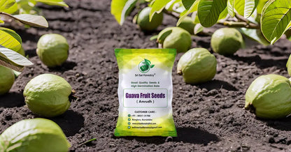Guava Tree Seeds for Planting SRI SAI FORESTRY