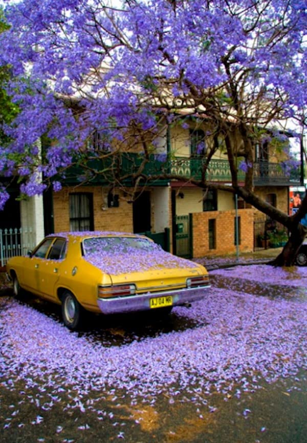 Blue Jacaranda (Jacaranda Mimosifolia) Tree Seeds – Elegant Avenue and Live Fencing Flowering Tree SRI SAI FORESTRY