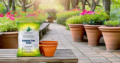 Kadamba Tree Seeds | Satabisha Nakshatra Seed SRI SAI FORESTRY