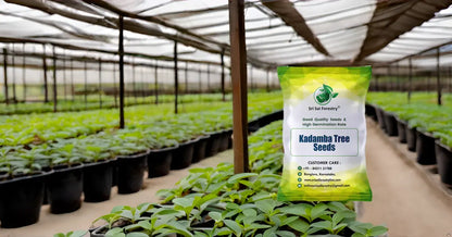 Kadamba Tree Seeds | Satabisha Nakshatra Seed SRI SAI FORESTRY