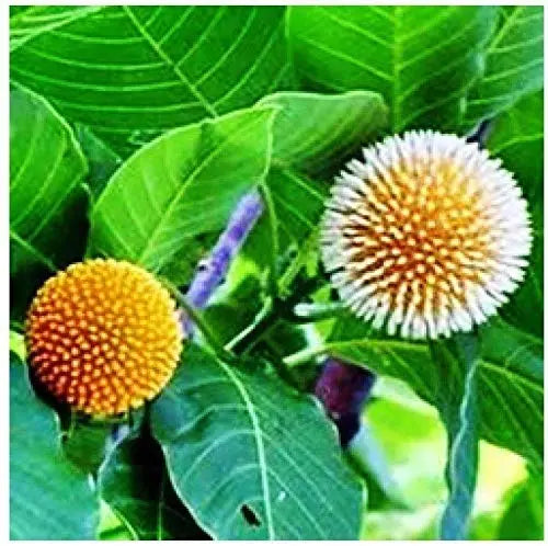 Kadamba Tree Seeds | Satabisha Nakshatra Seed SRI SAI FORESTRY